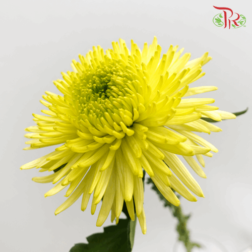 Anastasia / Net Mum Chrysanthemum - Yellow (12 Stems)-Yellow-Malaysia-prflorist.com.my