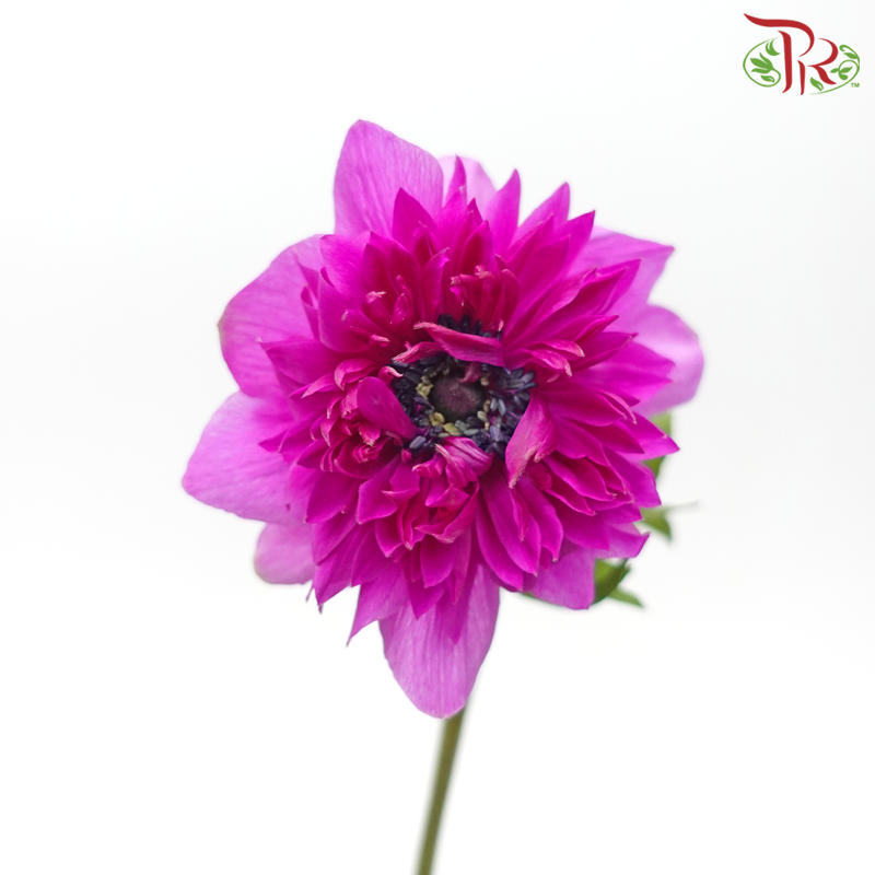 Anemone Hupehensis Full Star - Cherry Pink (3 Stems)-Cherry Pink-Import-prflorist.com.my