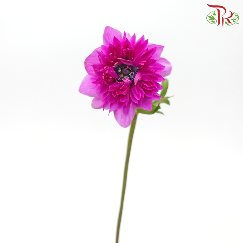 Anemone Hupehensis Full Star - Cherry Pink (3 Stems)-Cherry Pink-Import-prflorist.com.my