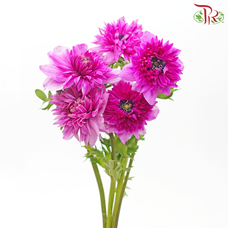 Anemone Hupehensis Full Star - Cherry Pink (3 Stems)-Cherry Pink-Import-prflorist.com.my
