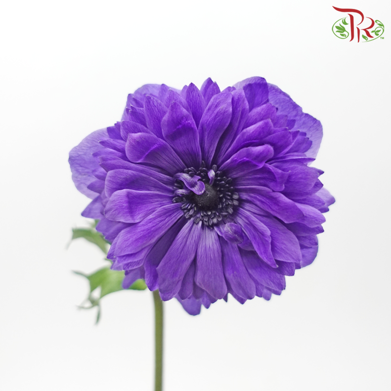 Anemone Hupehensis Full Star - Purple (5 Stems)-Purple-Import-prflorist.com.my