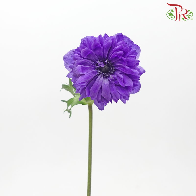 Anemone Hupehensis Full Star - Purple (5 Stems)-Purple-Import-prflorist.com.my