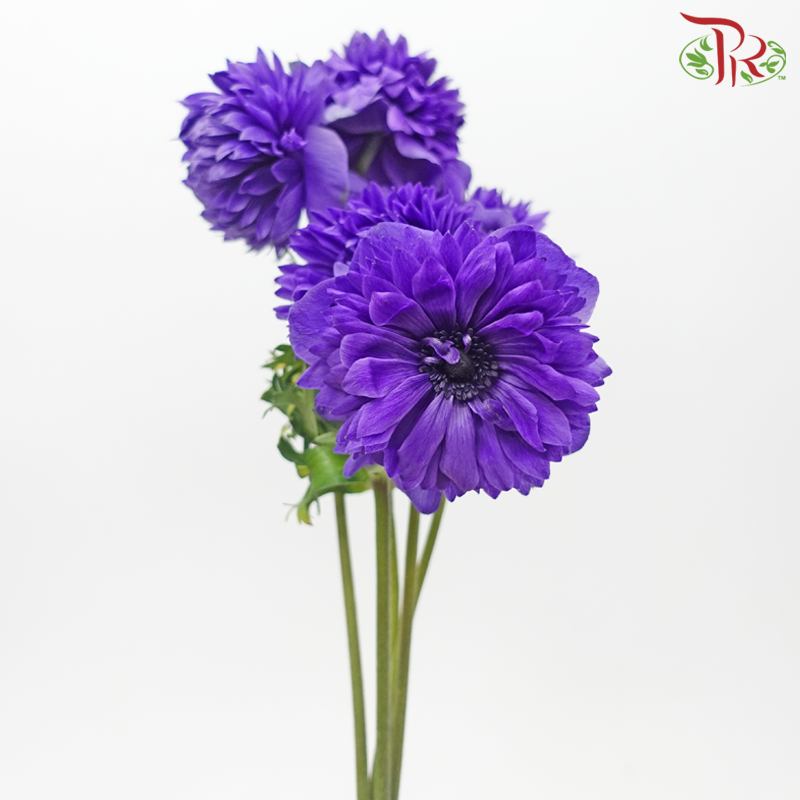 Anemone Hupehensis Full Star - Purple (5 Stems)-Purple-Import-prflorist.com.my