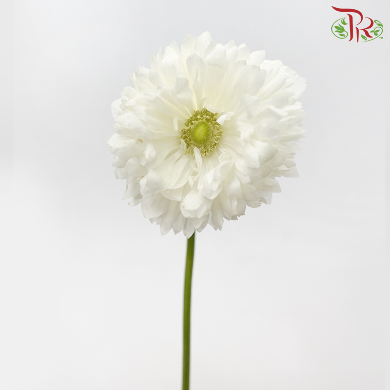 Anemone Hupehensis Full Star - White (3 Stems)-White-Import-prflorist.com.my