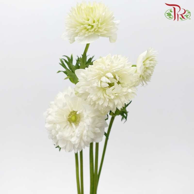 Anemone Hupehensis Full Star - White (3 Stems)-White-Import-prflorist.com.my