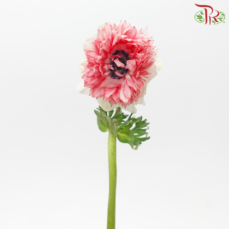 Anemone Hupehensis Full Star - White With Tone Red (5 Stems)-White With Tone Red-Import-prflorist.com.my