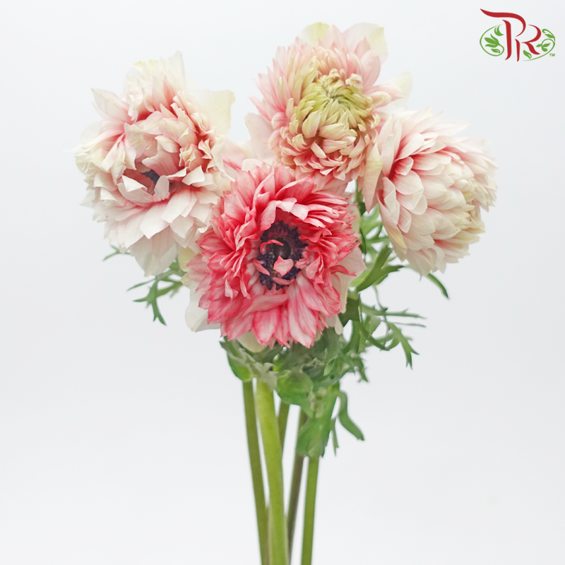 Anemone Hupehensis Full Star - White With Tone Red (5 Stems)-White With Tone Red-Import-prflorist.com.my