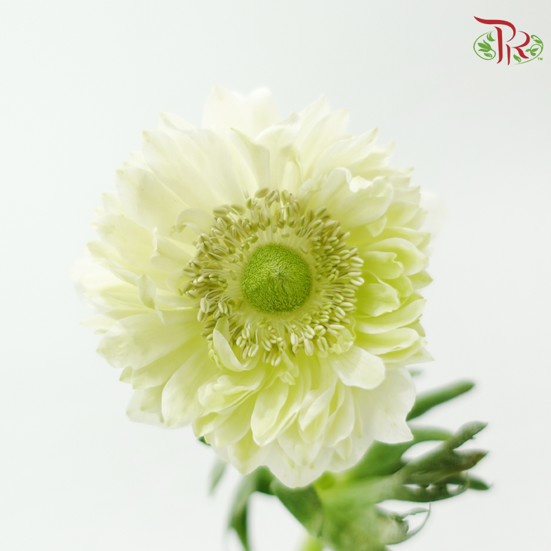 Anemone Hupehensis - Green (Per Bunch) ***FRAGILE-Green-China-prflorist.com.my