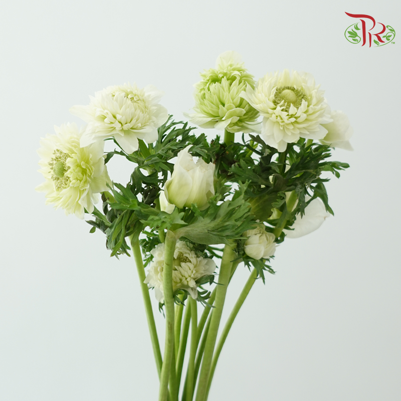 Anemone Hupehensis - Green (Per Bunch) ***FRAGILE-Green-China-prflorist.com.my