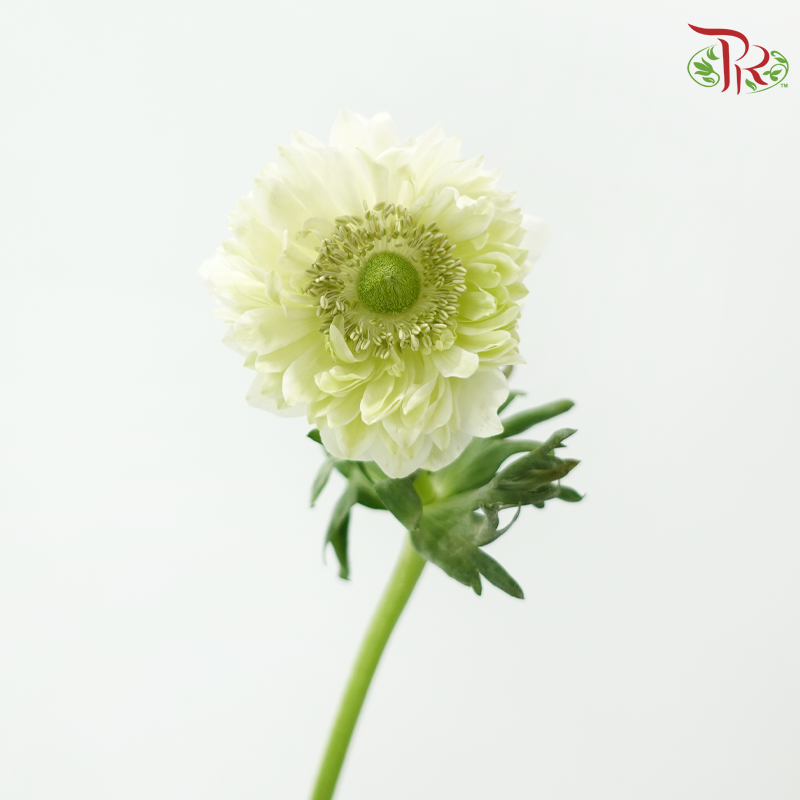 Anemone Hupehensis - Green (Per Bunch) ***FRAGILE-Green-China-prflorist.com.my