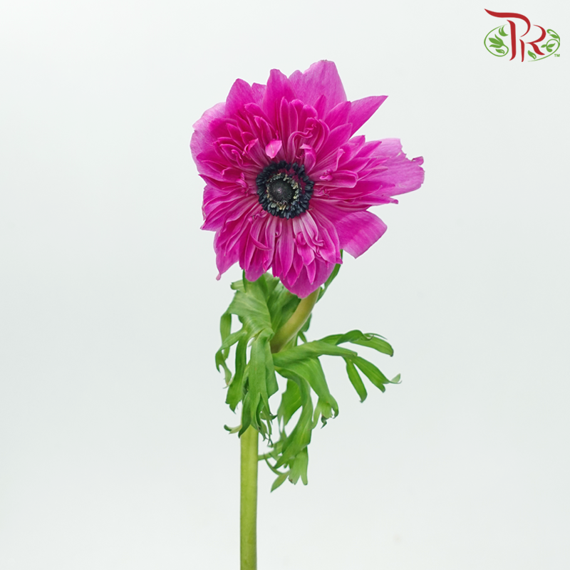 Anemone Hupehensis - Magenta (Per Bunch) ***FRAGILE-Magenta-China-prflorist.com.my