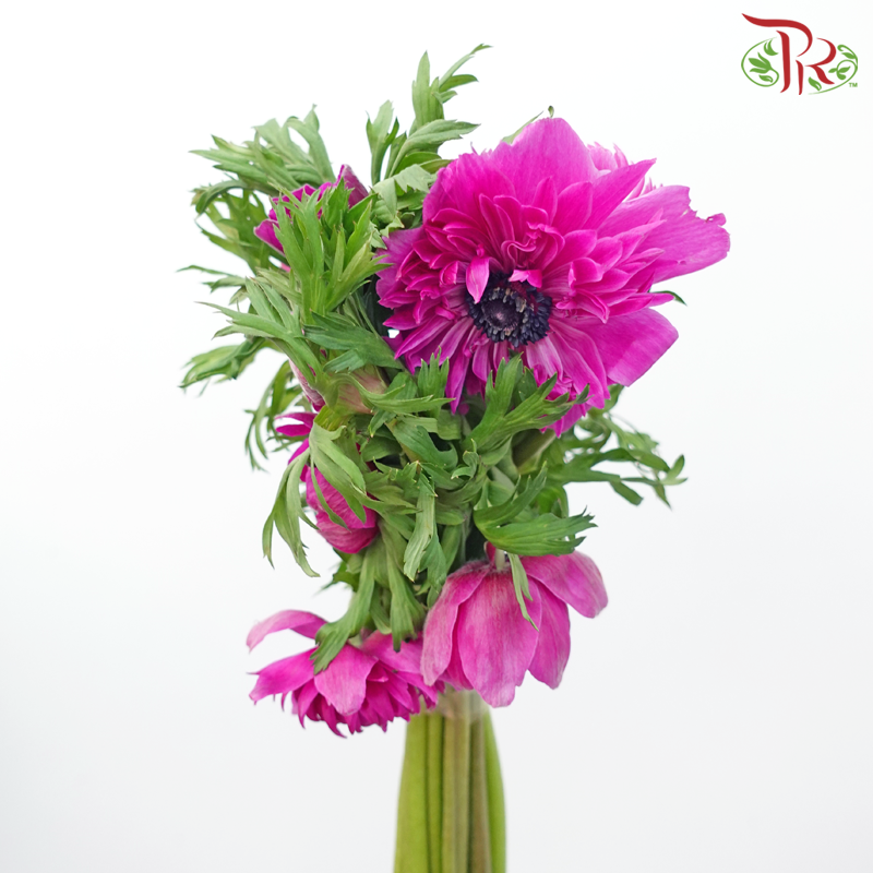 Anemone Hupehensis - Magenta (Per Bunch) ***FRAGILE-Magenta-China-prflorist.com.my