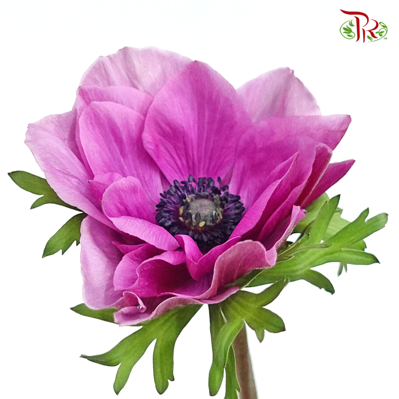 Anemone Hupehensis - Magenta Purple (3 Stems)-Purple-Import-prflorist.com.my