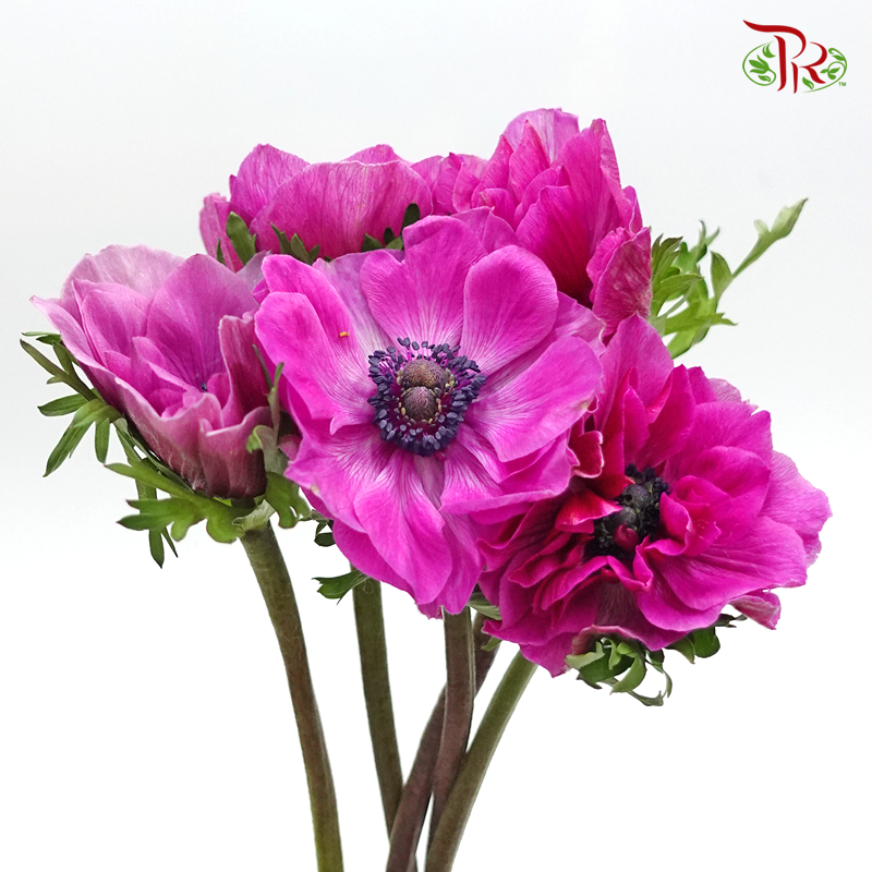 Anemone Hupehensis - Magenta Purple (3 Stems)-Purple-Import-prflorist.com.my