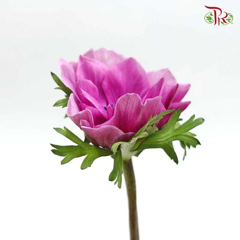Anemone Hupehensis - Magenta Purple (3 Stems)-Purple-Import-prflorist.com.my