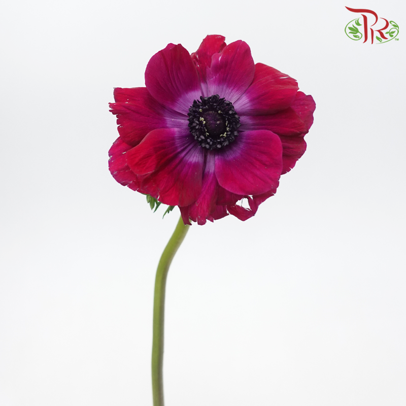Anemone Hupehensis - Magenta Purple (5 Stems) ***FRAGILE-Magenta Purple-Netherland-prflorist.com.my
