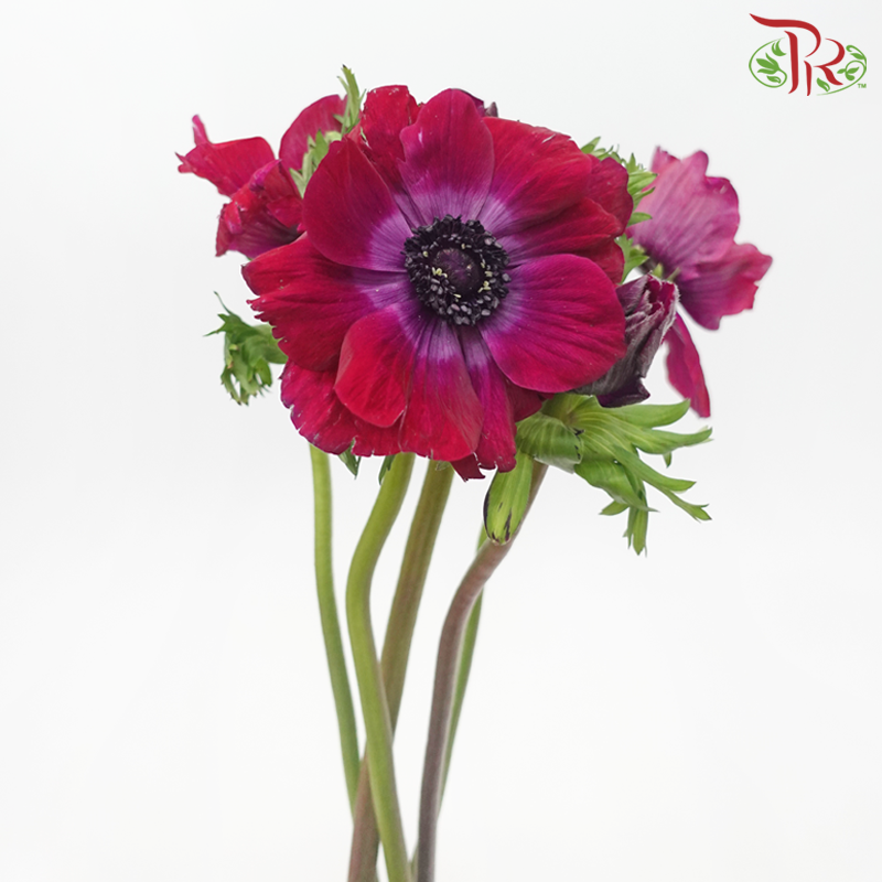 Anemone Hupehensis - Magenta Purple (5 Stems) ***FRAGILE-Magenta Purple-Netherland-prflorist.com.my