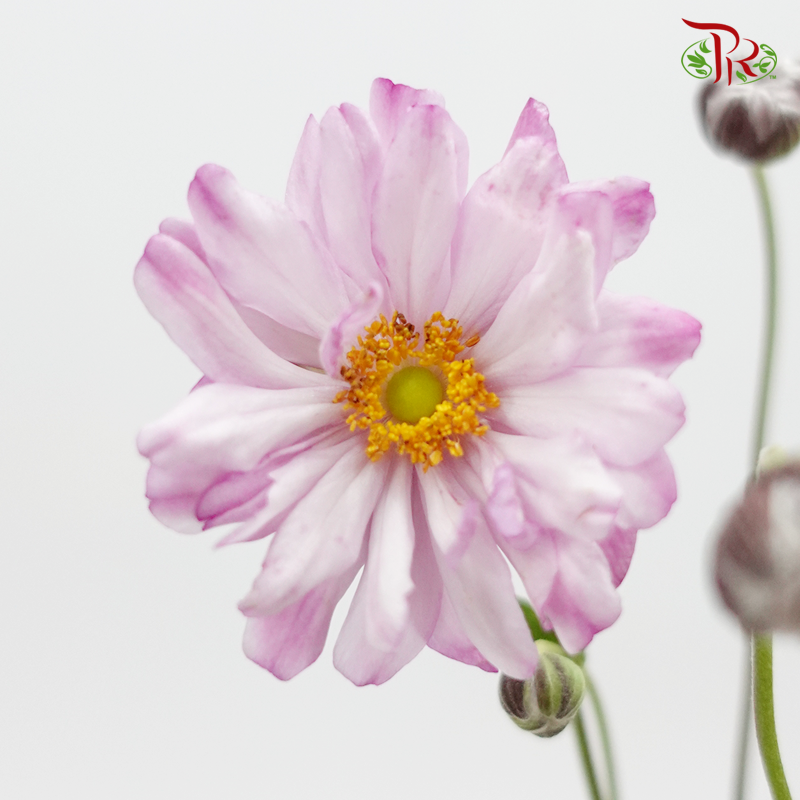 Anemone Hupehensis - Purple (3 Stems)-Purple-Import-prflorist.com.my