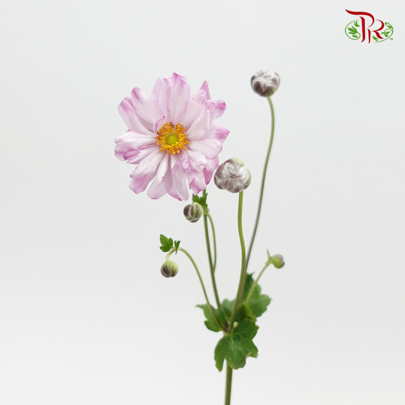 Anemone Hupehensis - Purple (3 Stems)-Purple-Import-prflorist.com.my