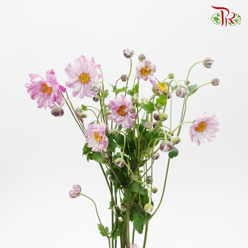 Anemone Hupehensis - Purple (3 Stems)-Purple-Import-prflorist.com.my