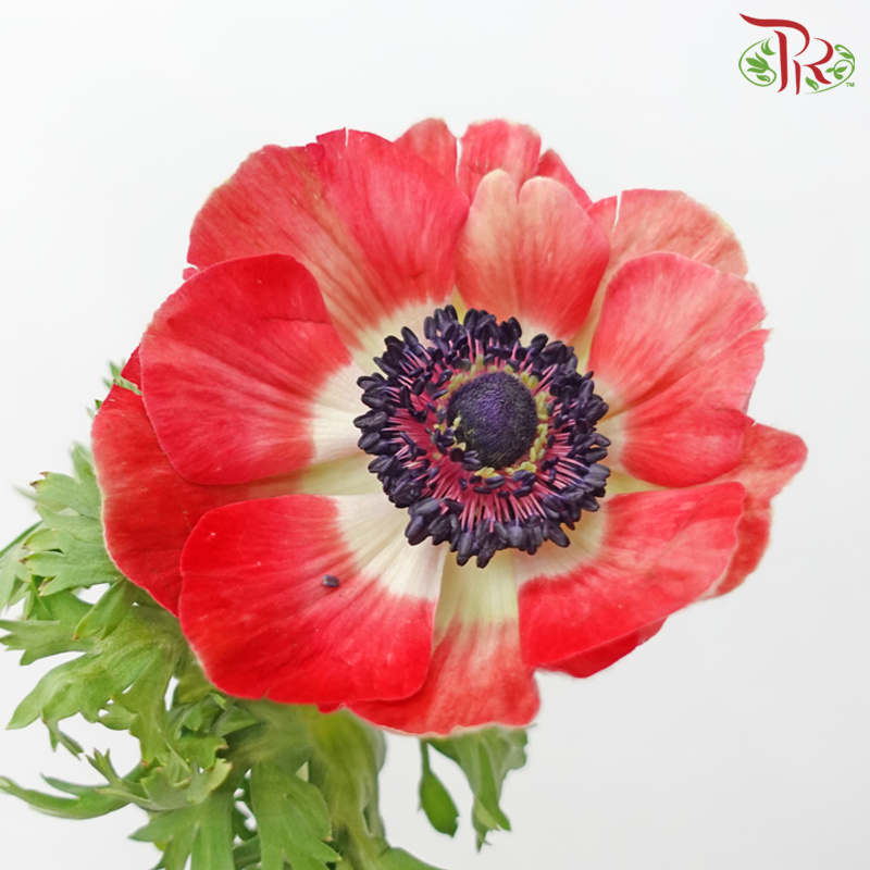 Anemone Hupehensis - Red (Per Bunch) ***FRAGILE-Red-China-prflorist.com.my