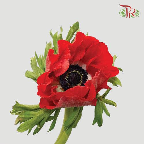 Anemone Hupehensis - Red (Per Bunch) ***FRAGILE-Red-China-prflorist.com.my