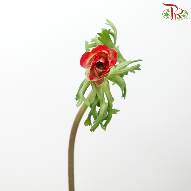 Anemone Hupehensis - Red Tone (Per Bunch) ***FRAGILE-Red Tone-China-prflorist.com.my