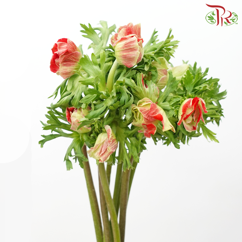 Anemone Hupehensis - Red Tone (Per Bunch) ***FRAGILE-Red Tone-China-prflorist.com.my