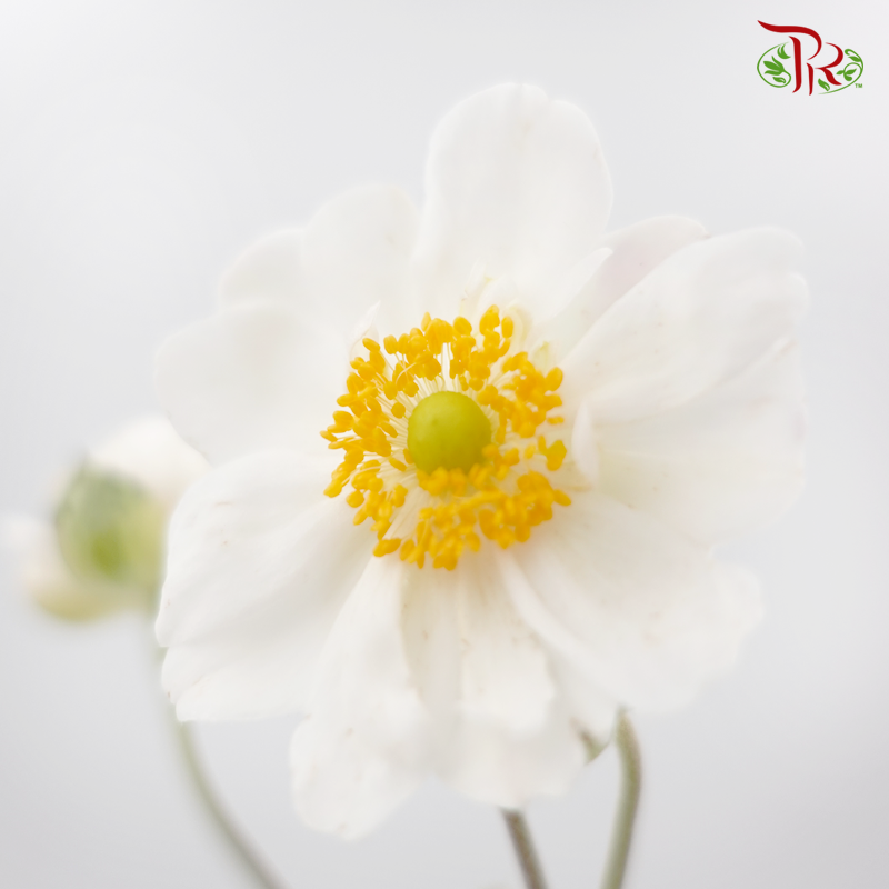 Anemone Hupehensis - White (3 Stems)-White-Import-prflorist.com.my