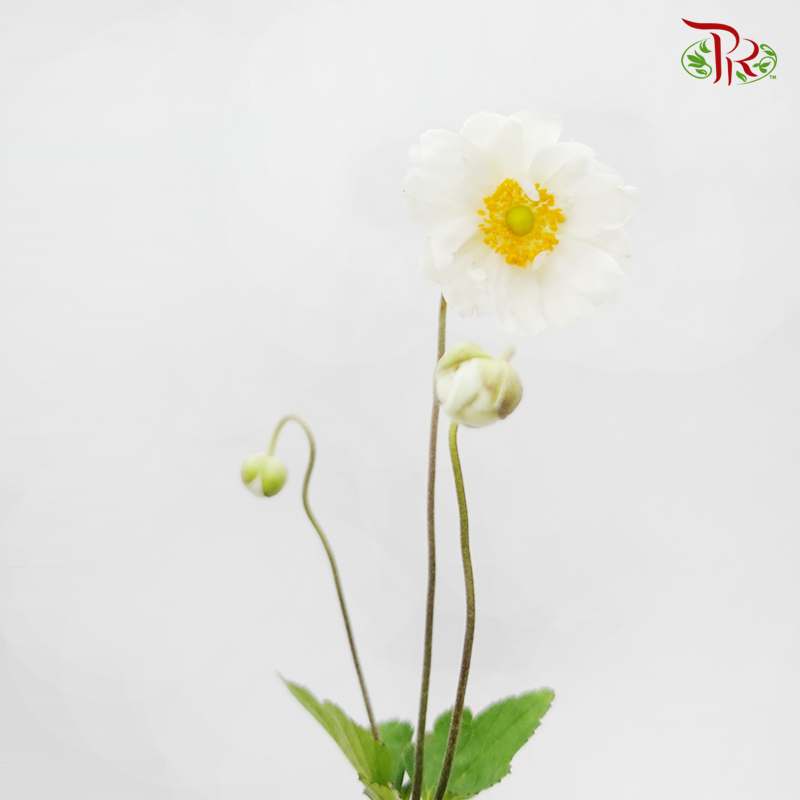 Anemone Hupehensis - White (3 Stems)-White-Import-prflorist.com.my