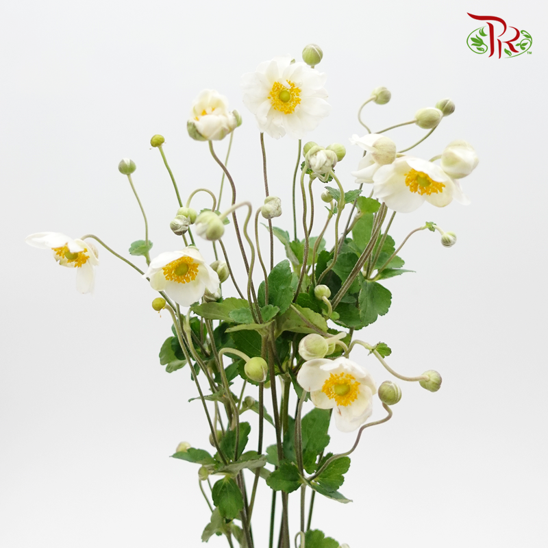 Anemone Hupehensis - White (3 Stems)-White-Import-prflorist.com.my