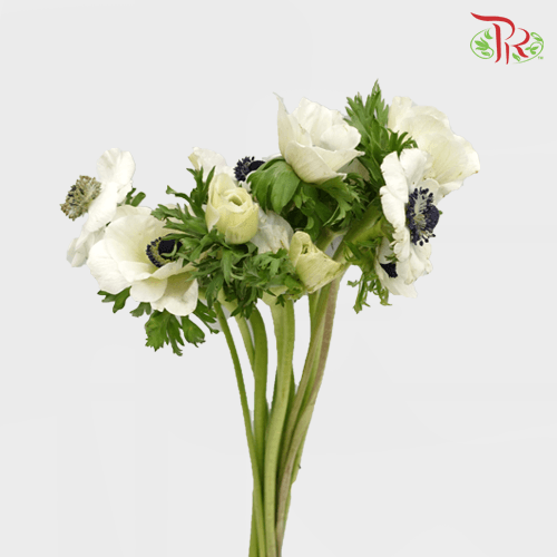 Anemone Hupehensis - White (5 Stems)-White-Netherland-prflorist.com.my