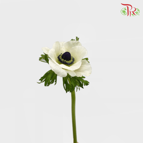 Anemone Hupehensis - White (5 Stems)-White-Netherland-prflorist.com.my