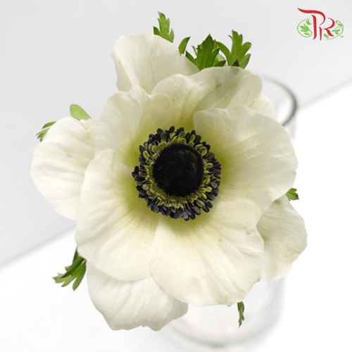 Anemone Hupehensis White - (Per Bunch) ***FRAGILE-White-China-prflorist.com.my