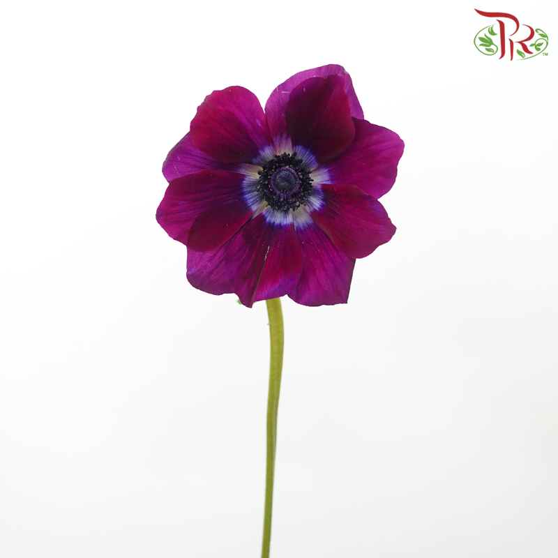 Anemone Hupehensis - Wine Red (Per Bunch)) ***FRAGILE-Wine Red-China-prflorist.com.my