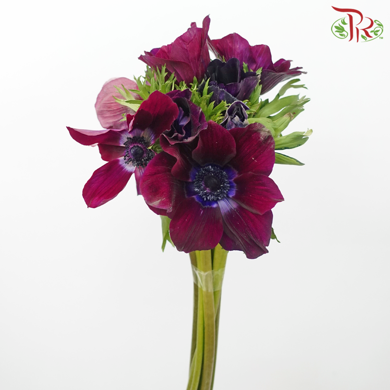Anemone Hupehensis - Wine Red (Per Bunch)) ***FRAGILE-Wine Red-China-prflorist.com.my