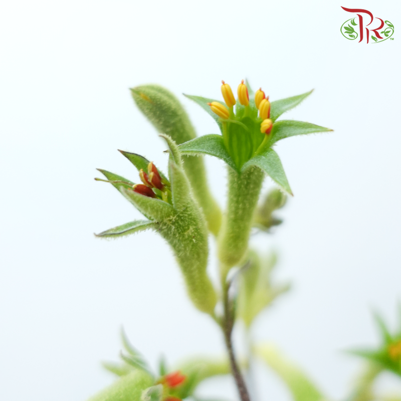 Anighozanthos Kangaroo Paw - Green (Per Bunch)-Green-China-prflorist.com.my