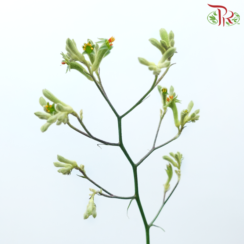 Anighozanthos Kangaroo Paw - Green (Per Bunch)-Green-China-prflorist.com.my