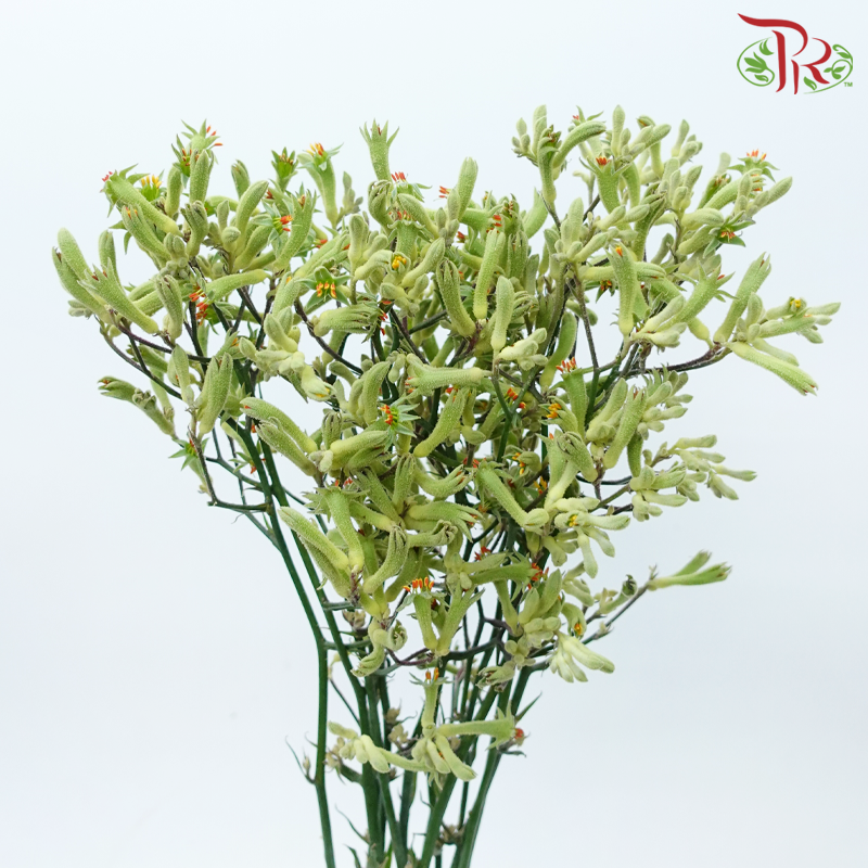 Anighozanthos Kangaroo Paw - Green (Per Bunch)-Green-China-prflorist.com.my