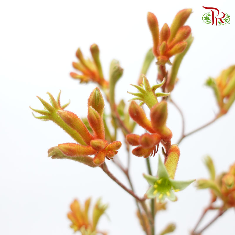 Anighozanthos Kangaroo Paw - Orange (Per Bunch)-Orange-China-prflorist.com.my
