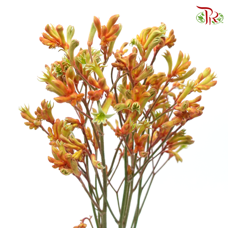 Anighozanthos Kangaroo Paw - Orange (Per Bunch)-Orange-China-prflorist.com.my