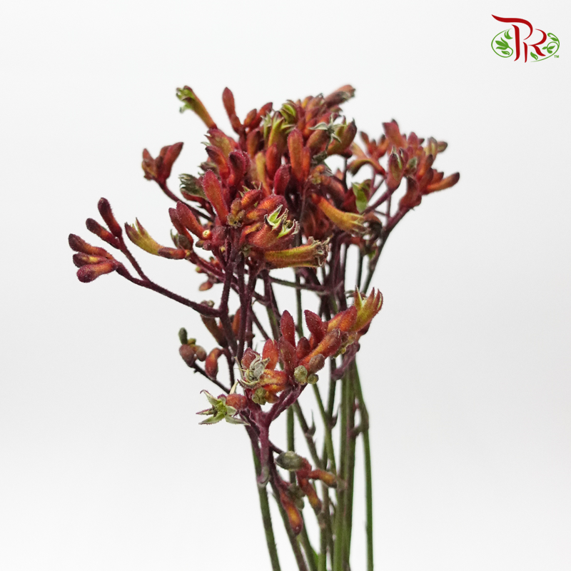 Anighozanthos Kangaroo Paw - Red (5 Stems)-Red-Netherland-prflorist.com.my