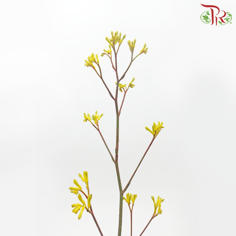 Anighozanthos Kangaroo Paw - Yellow (Per Bunch)-Yellow-China-prflorist.com.my