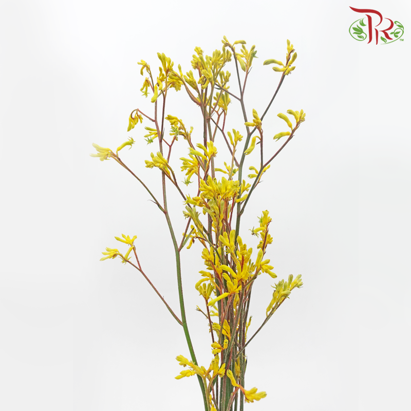 Anighozanthos Kangaroo Paw - Yellow (Per Bunch)-Yellow-China-prflorist.com.my