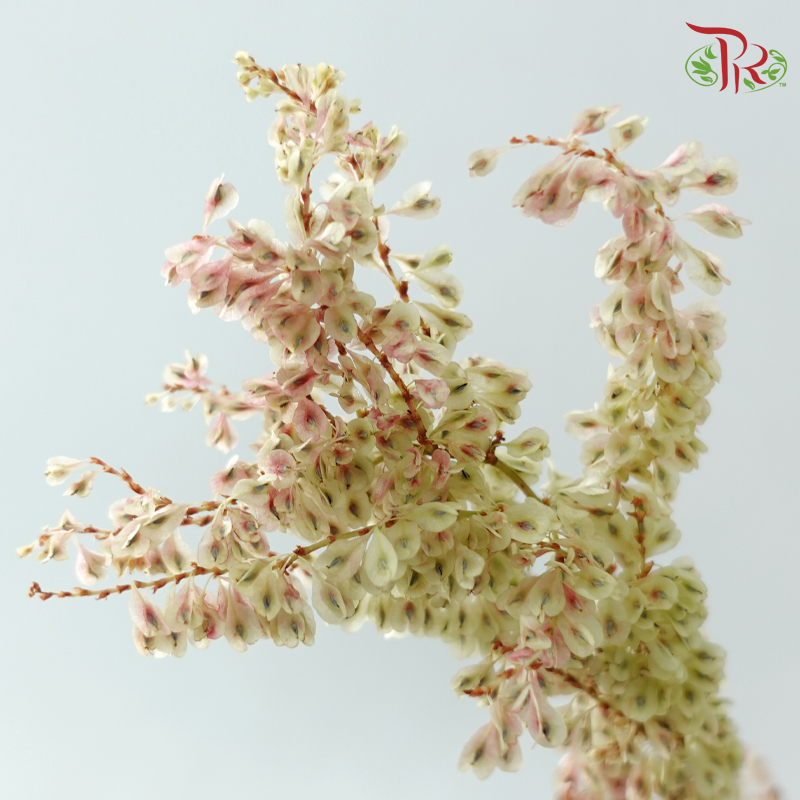 Anredera Cordifolia - (3 Stems)-Import-prflorist.com.my