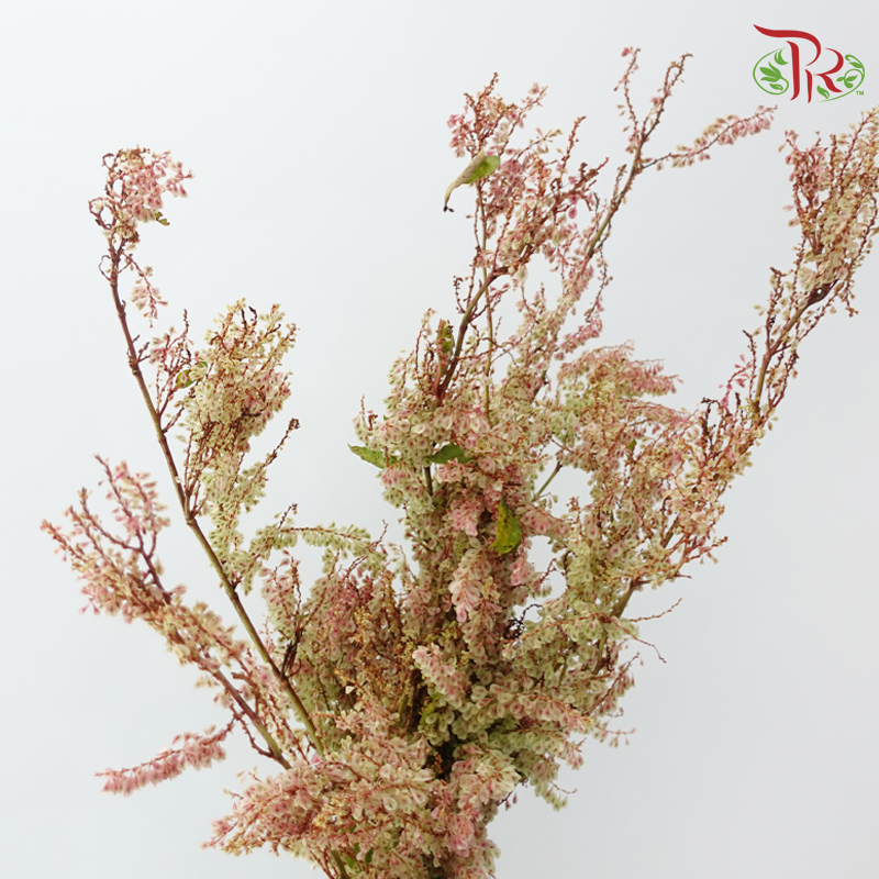 Anredera Cordifolia - (3 Stems)-Import-prflorist.com.my