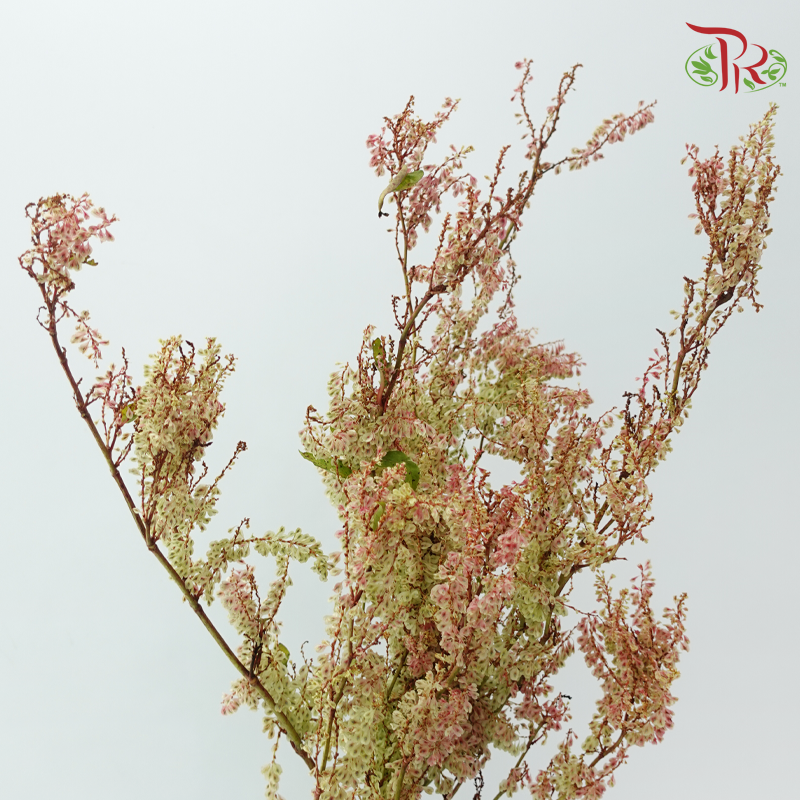 Anredera Cordifolia - (3 Stems)-Import-prflorist.com.my