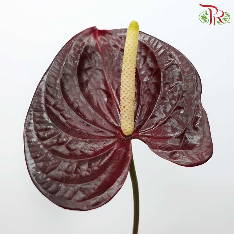 Anthurium Calisto- XL (Per Stem)-Calisto-Malaysia-prflorist.com.my