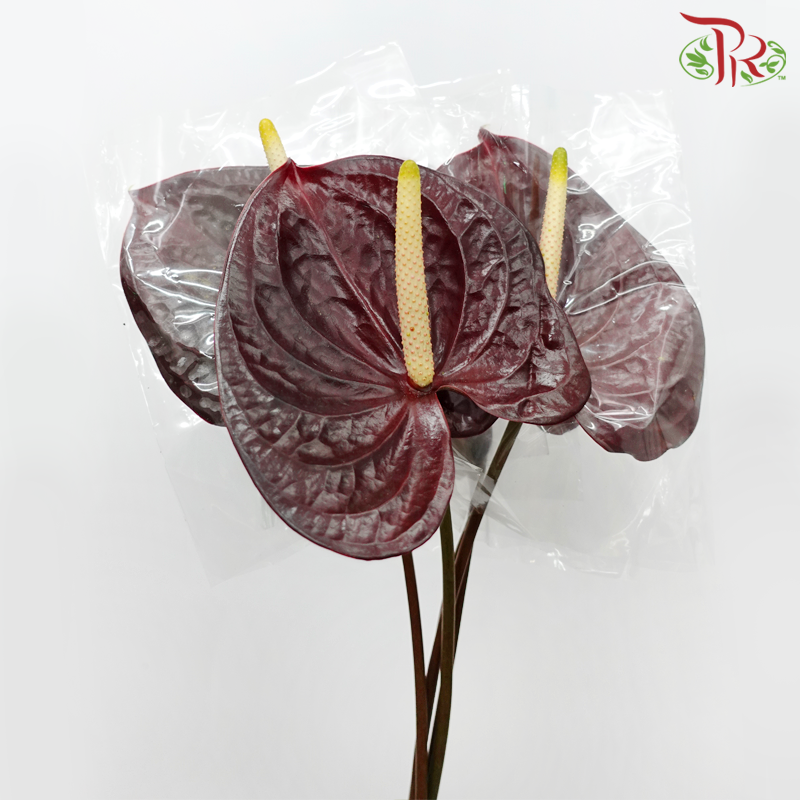 Anthurium Calisto- XL (Per Stem)-Calisto-Malaysia-prflorist.com.my
