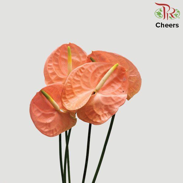 Anthurium Cheers - XXL (Per Stem)-Peach-Malaysia-prflorist.com.my
